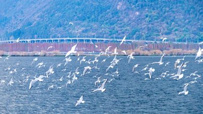【Ringo Leung 專欄】西遊記 - 雲南之旅之一：漫天海鷗的滇池