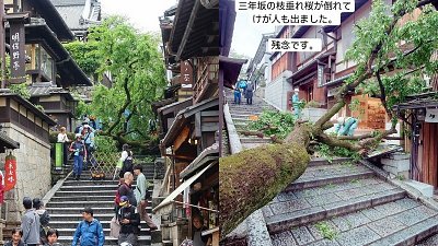 百年櫻花樹倒下，京都產寧坂例景成絕響