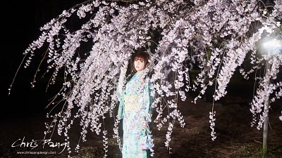 【Chris Pang 專欄】櫻花人像分享(一) 京都御苑 及 京都府植物園 之夜櫻拍攝