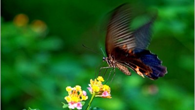【田賞集 專欄】花間蝶影