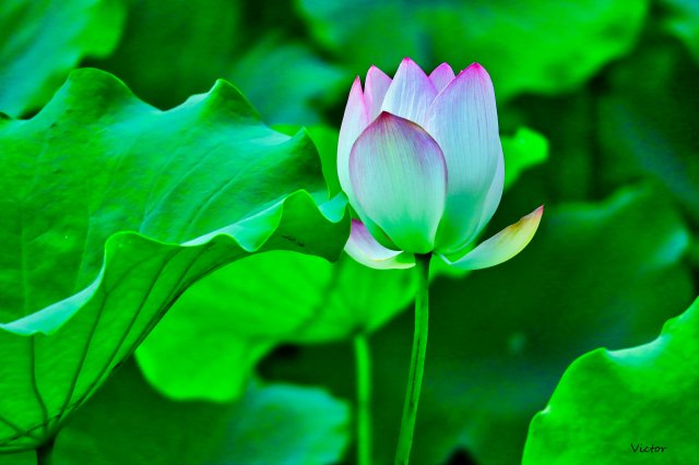 dcf-travel-img-52545