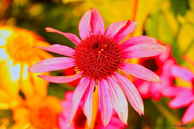 dcf-travel-img-52552