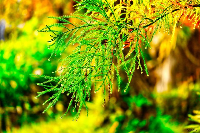 dcf-travel-img-52555