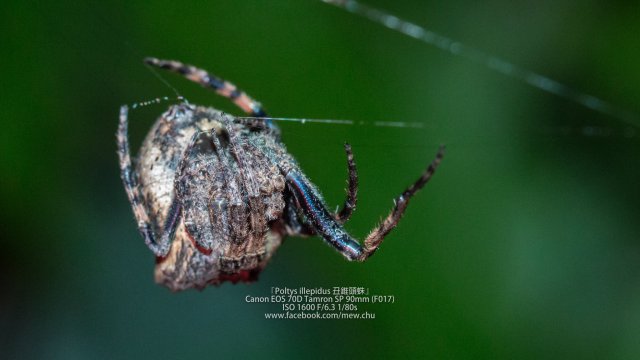 『poltys illepidus』- 丑锥头蛛