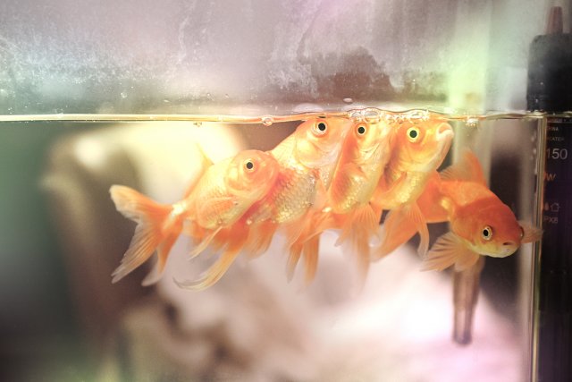 dcf-travel-img-52446