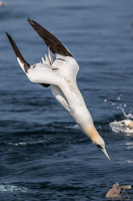 英国游记 之进击的北鲣鸟