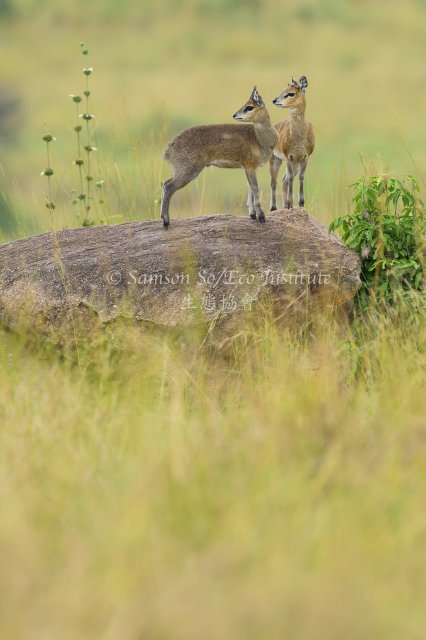 dcf-travel-img-52698