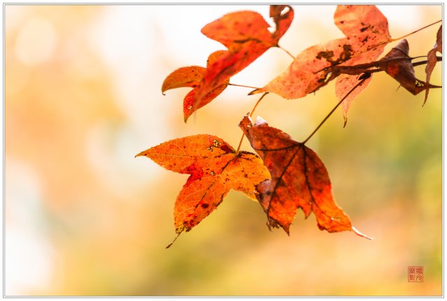 dcf-travel-img-52529