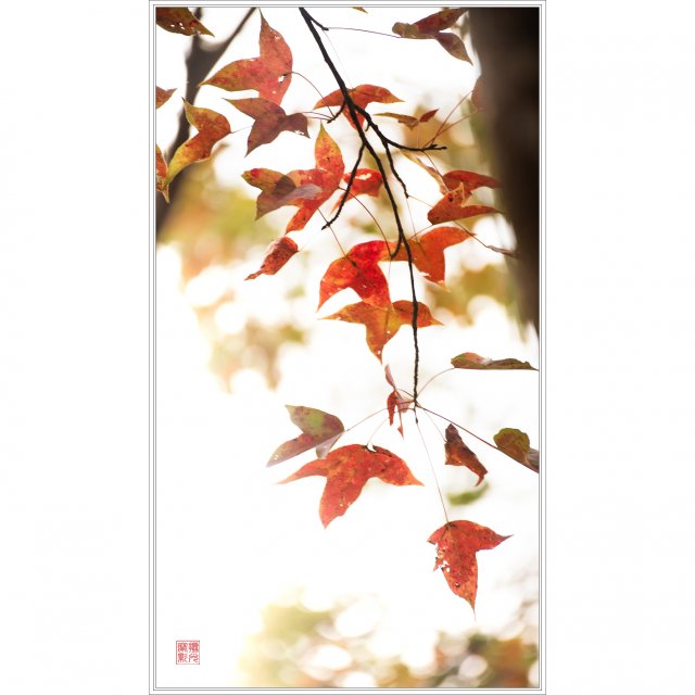 dcf-travel-img-52531