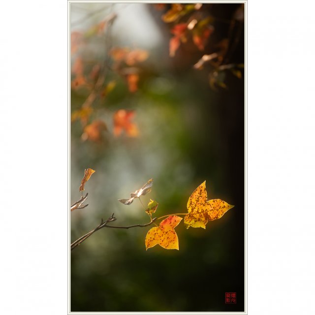 dcf-travel-img-52533