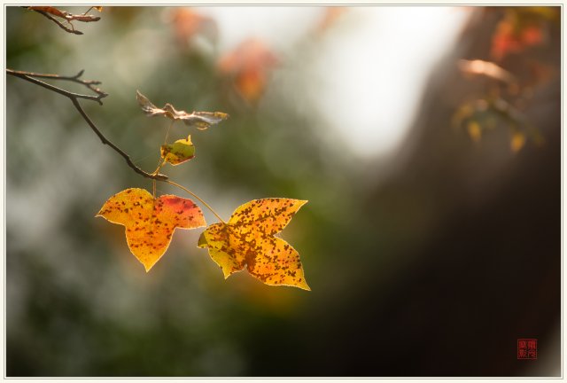 dcf-travel-img-52534