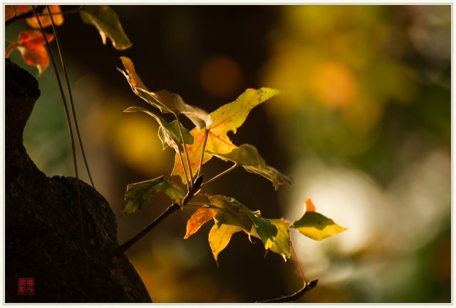 dcf-travel-img-52535