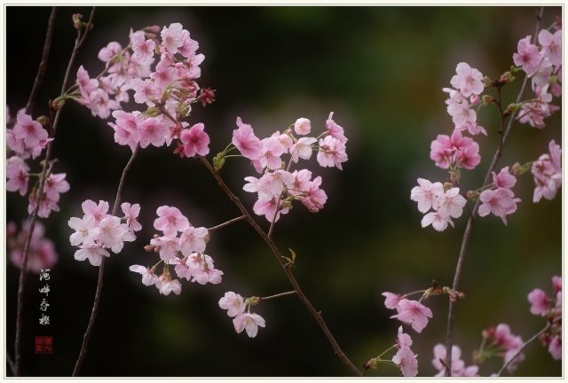 dcf-travel-img-52726