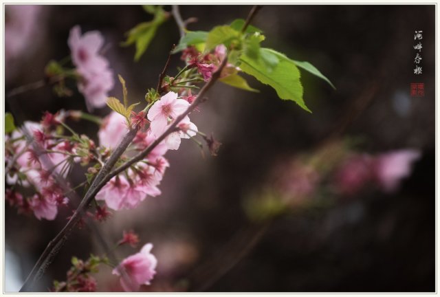 dcf-travel-img-52729