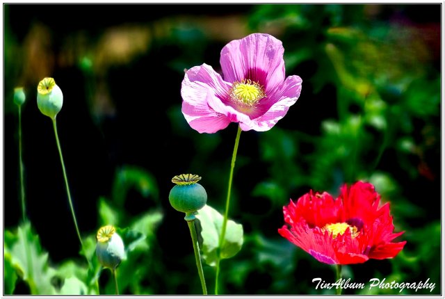 dcf-travel-img-52291