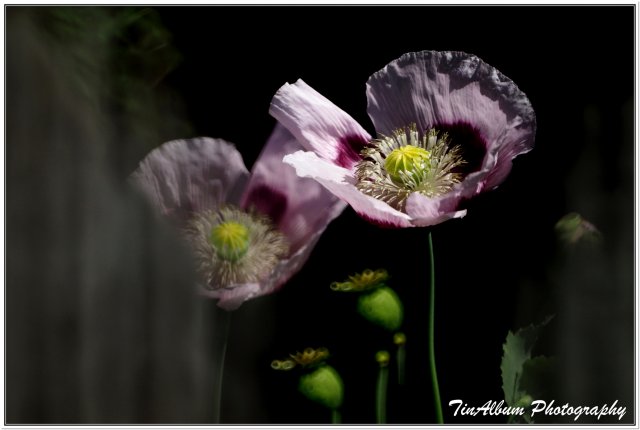 dcf-travel-img-52293