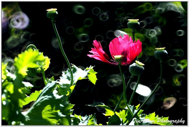 dcf-travel-img-52294