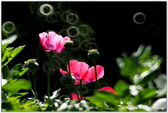 dcf-travel-img-52295