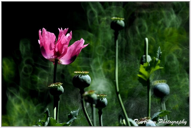 dcf-travel-img-52296