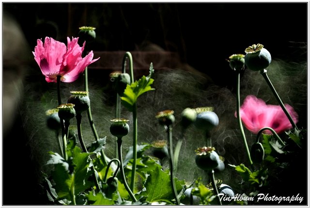 dcf-travel-img-52297