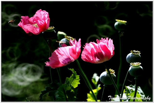 dcf-travel-img-52298