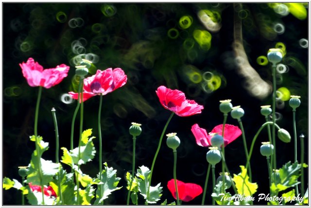 dcf-travel-img-52299