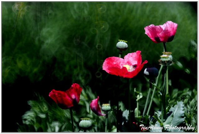 dcf-travel-img-52300