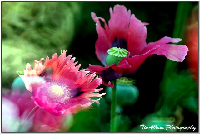 dcf-travel-img-52301