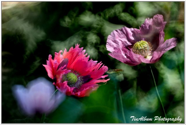 dcf-travel-img-52302