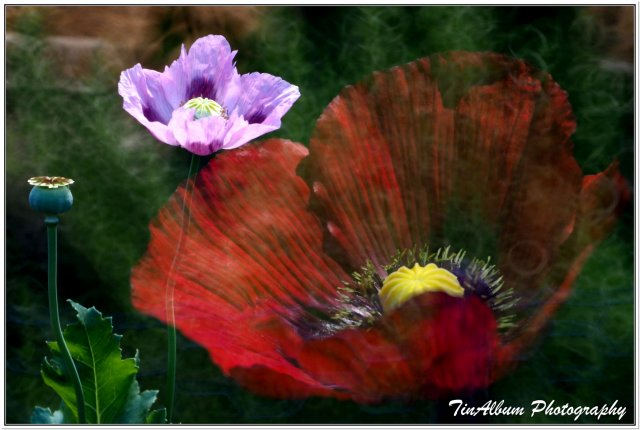 dcf-travel-img-52304