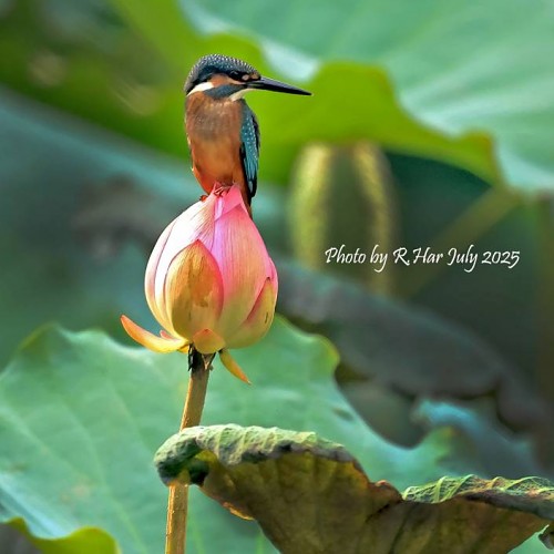 小翠上蓮 (the Common Kingfisher standing over Lotus) 