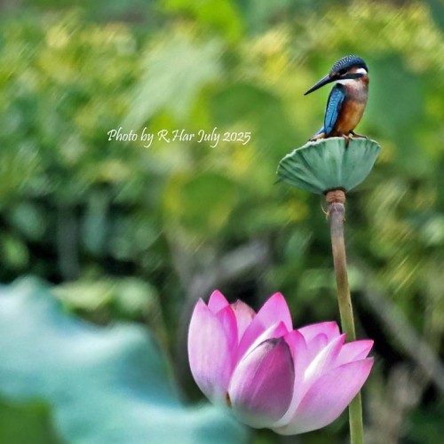 蓮塘精靈 (A Fairy over Lotus Pond) 