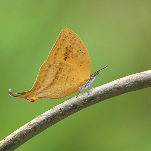 感覺慢慢變旱季型