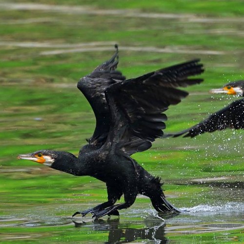 《 鸕 鶿 跑 水 》