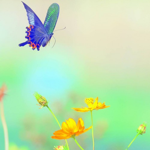 缘份的捕捉 2025-171 