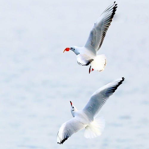 缘份的捕捉 2025-181 