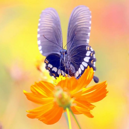 缘份的捕捉 2025-182 