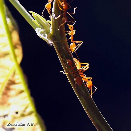 #11613 蟲蟲...199（蟻哥上樹 #3）