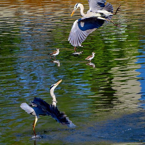 20251209 錦田河－凌空對峙