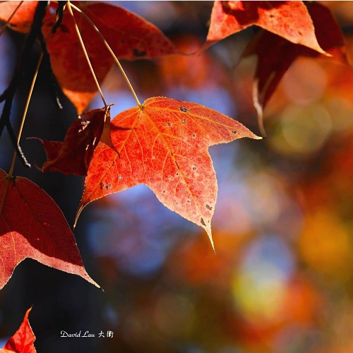 #11630 專題...366（大棠楓香紅葉 #1）