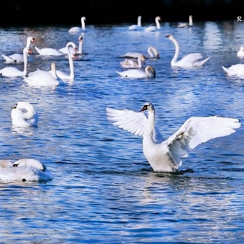 藍湖白鵝 (White Swans staying over Blue Spring)  