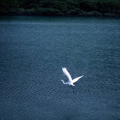 山静雲淡白鹭飛