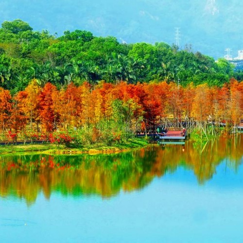 20251219 湖樹相抱