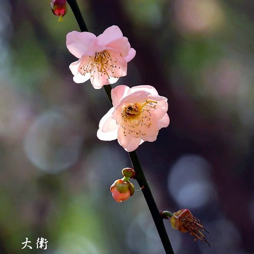 #11742 專題...412（梅花 #2...深圳福田梅園）