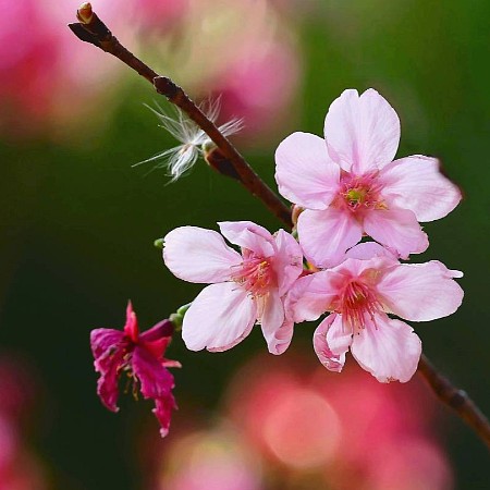 #11760 專題...418（河津櫻...天水圍公園）