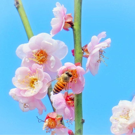 20260203 盛開梅花迎蜂採