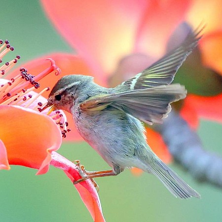 緣份的捕捉 2026-111