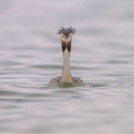 南涌的鳳頭鸊鷉.