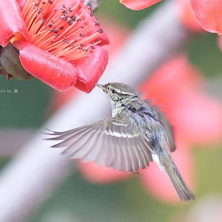 紅花約會-黃眉柳鶯