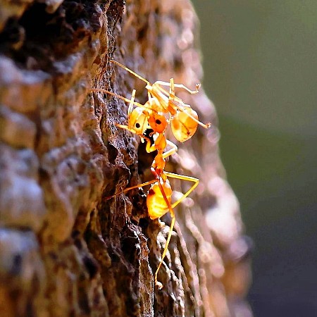 #11823 蟲蟲...200（兄弟情：細佬要頂硬上啊！）